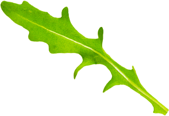 A bright green, jagged-edged leaf with a central vein.