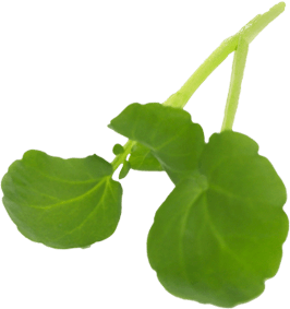 A small green plant with round leaves against a black background.