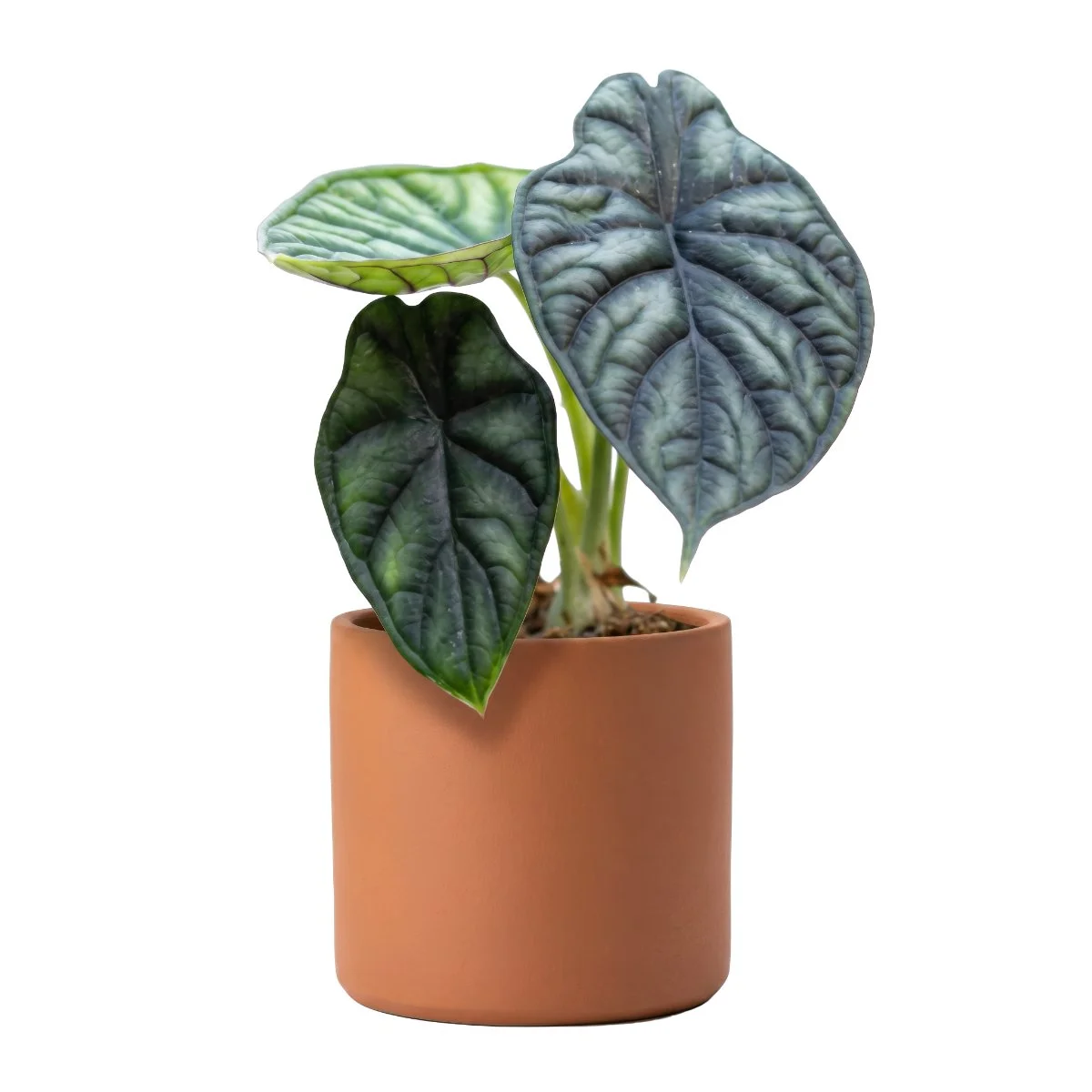 Alocasia Dragon Scale