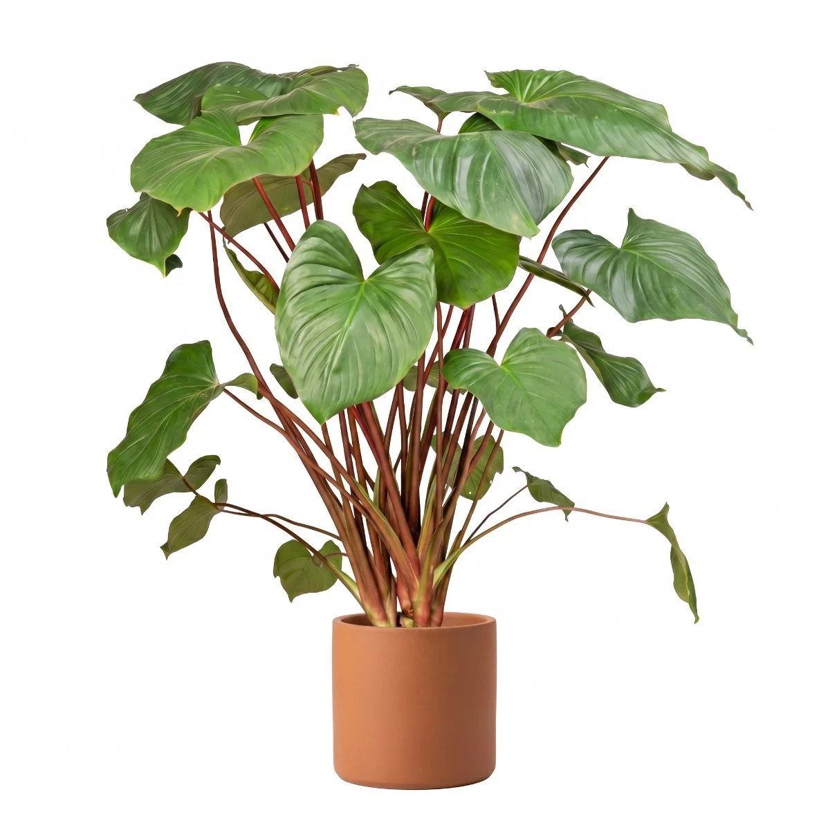 Homalomena