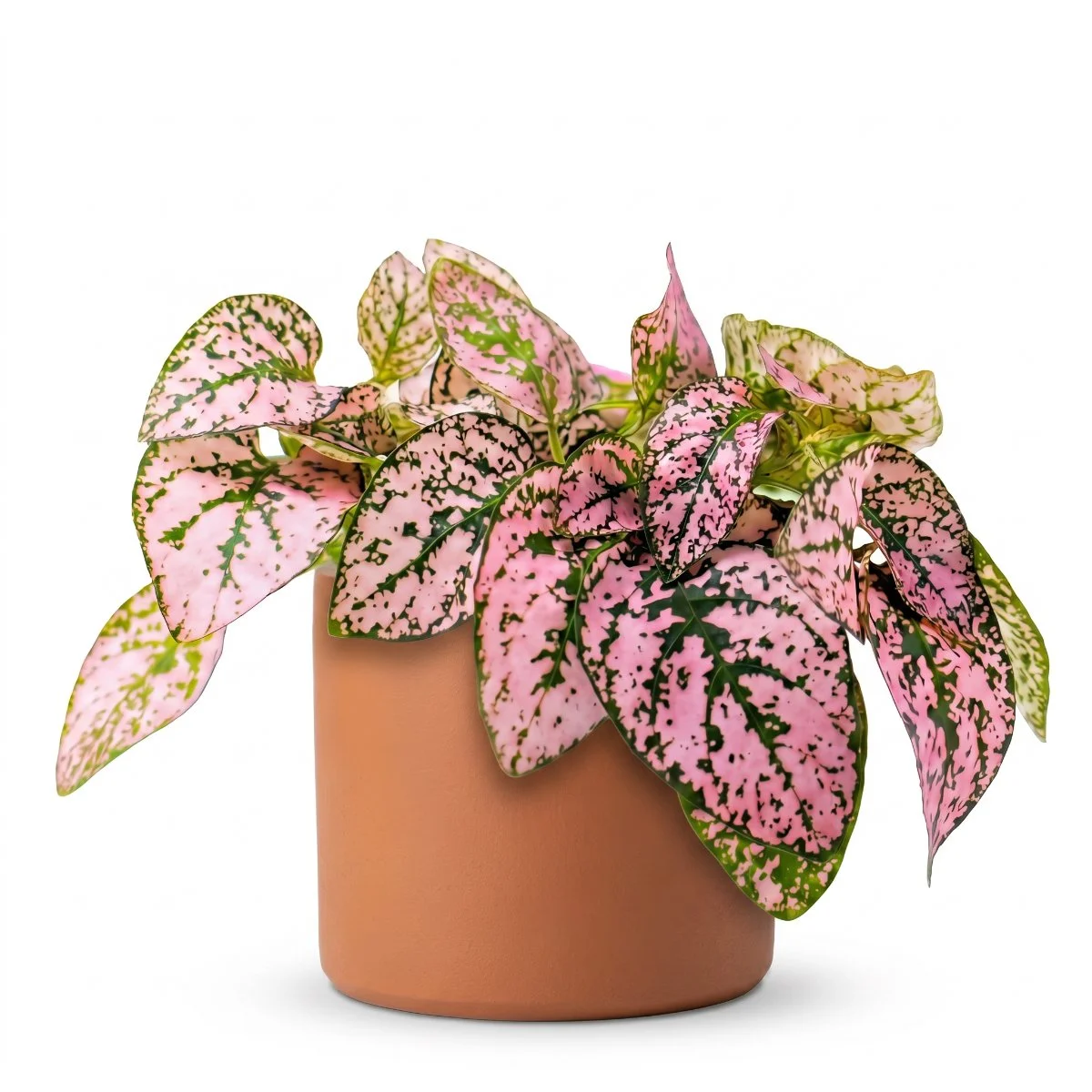 Hypoestes phyllostachya ‘Coloratus Rose’