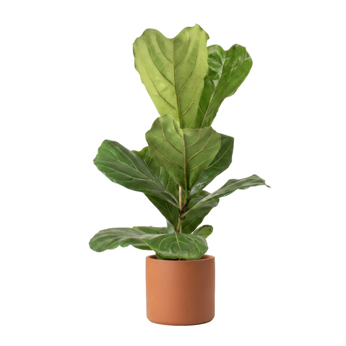 Ficus Lyrata
