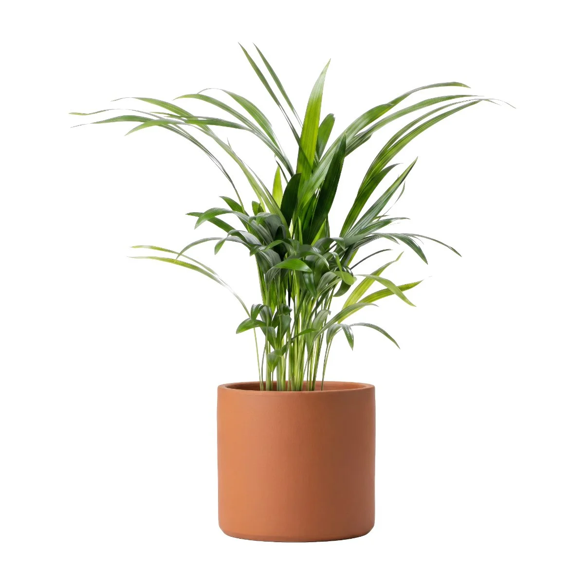 Dypsis Lutescens