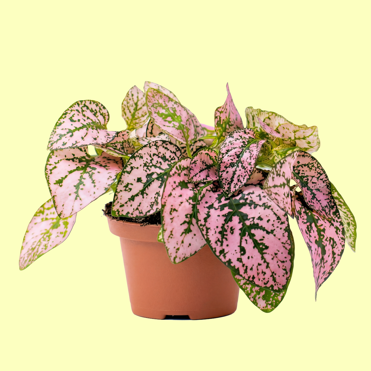 Pink and green variegated heart-shaped leaves in a terracotta pot against a light yellow background.