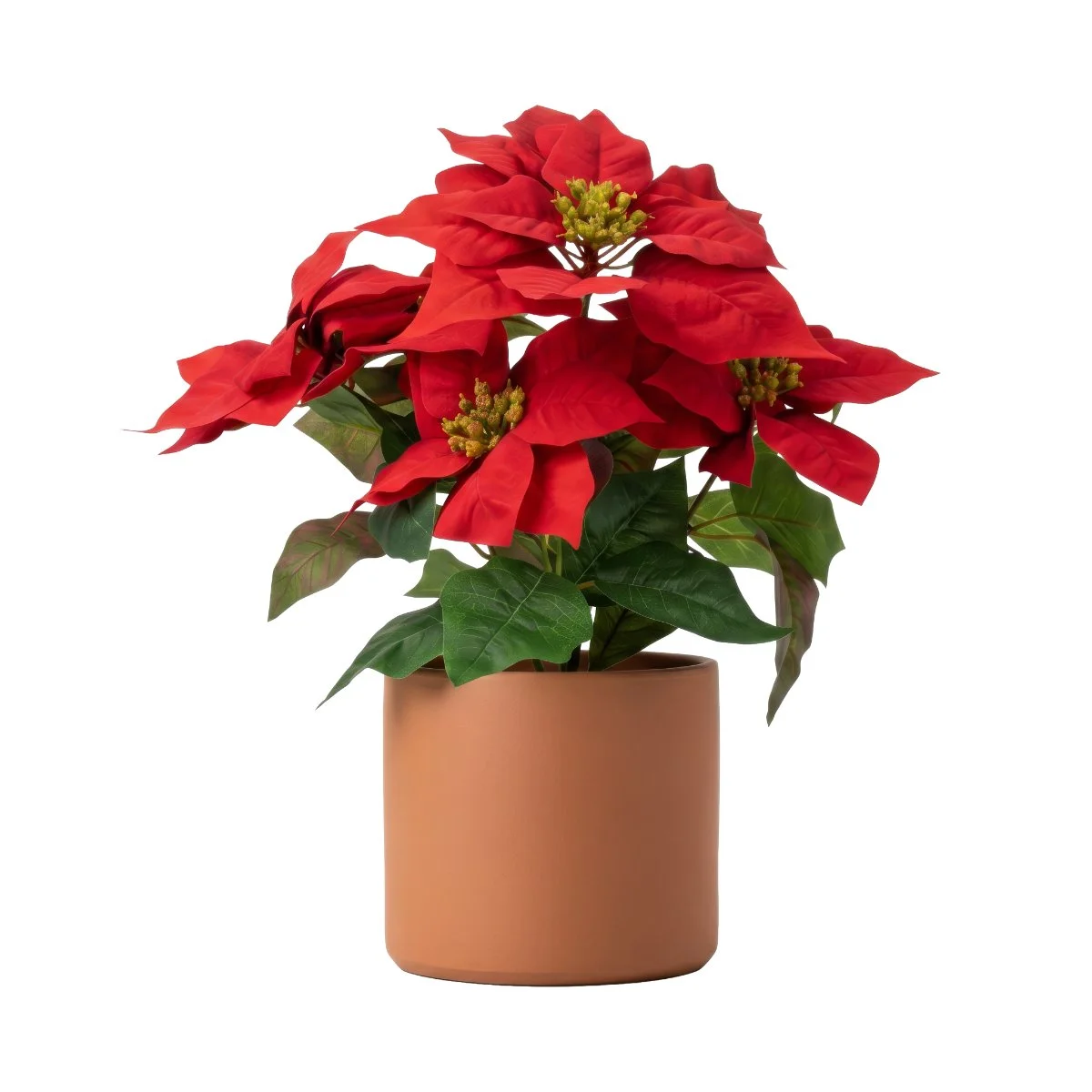 Poinsettia Red