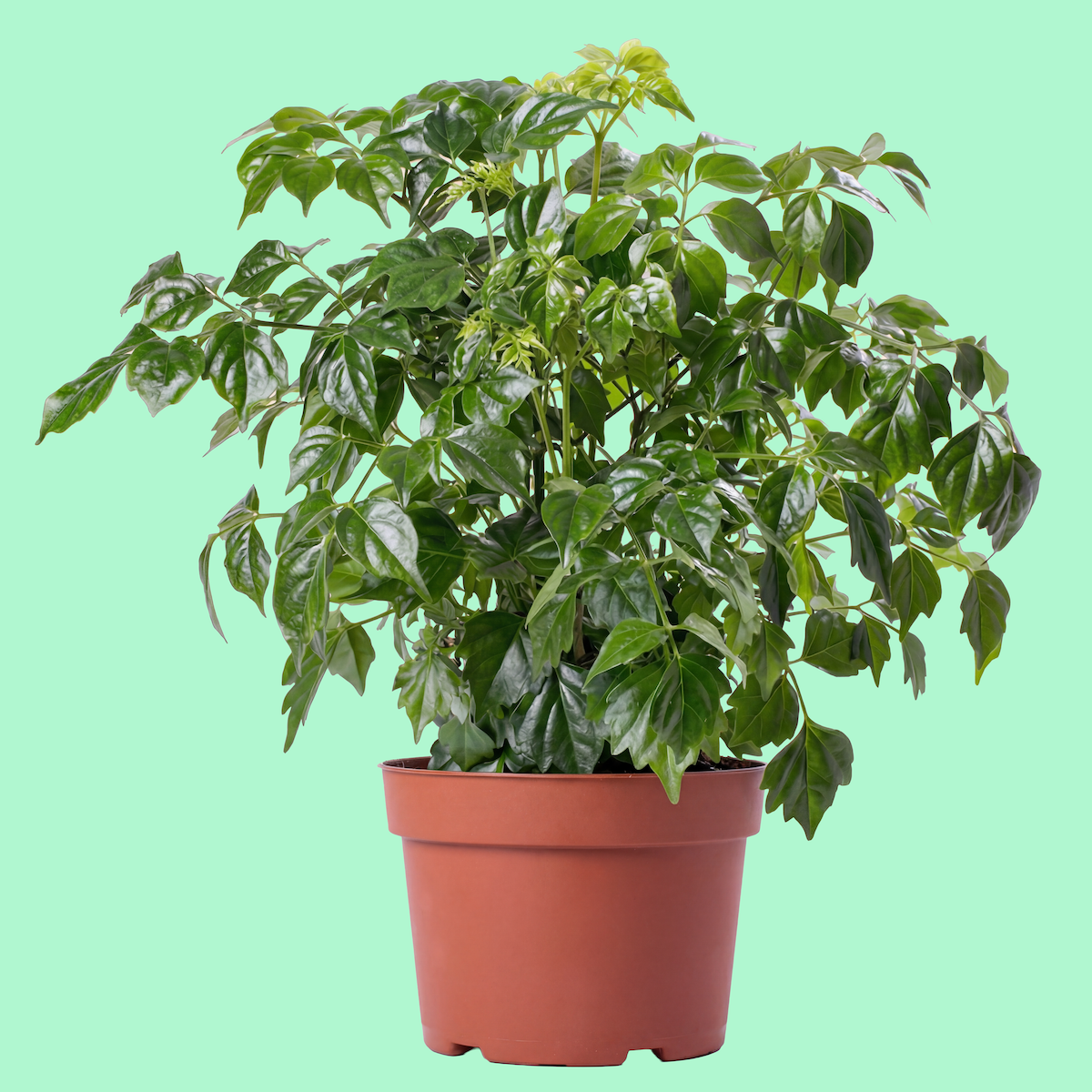 Potted green leafy plant in a terracotta pot on a light background.