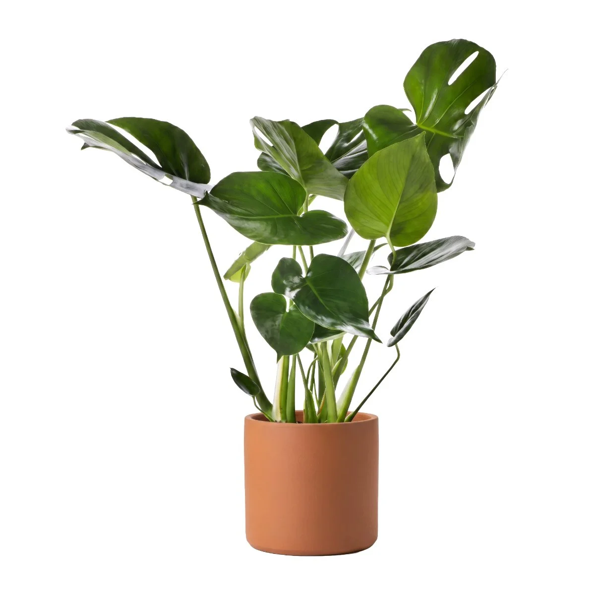 Monstera Deliciosa