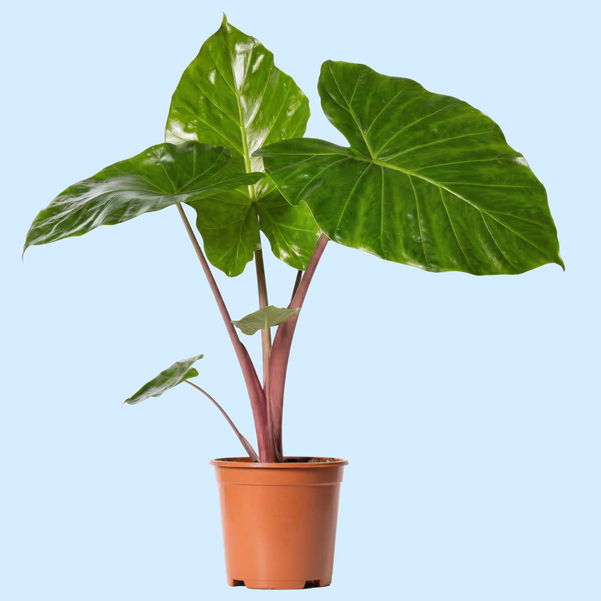 Alocasia - Imperial Red V1f.png