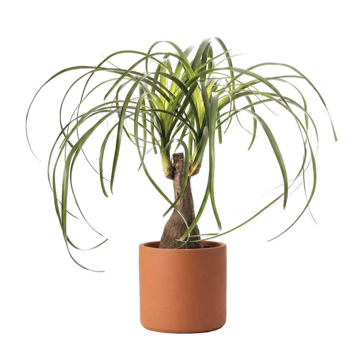 Beaucarnea Palm