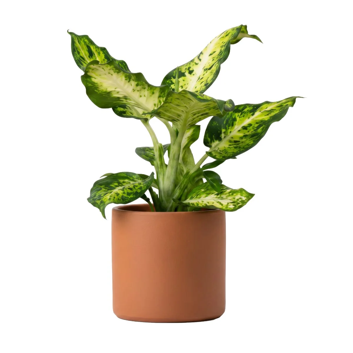 Dieffenbachia Amy