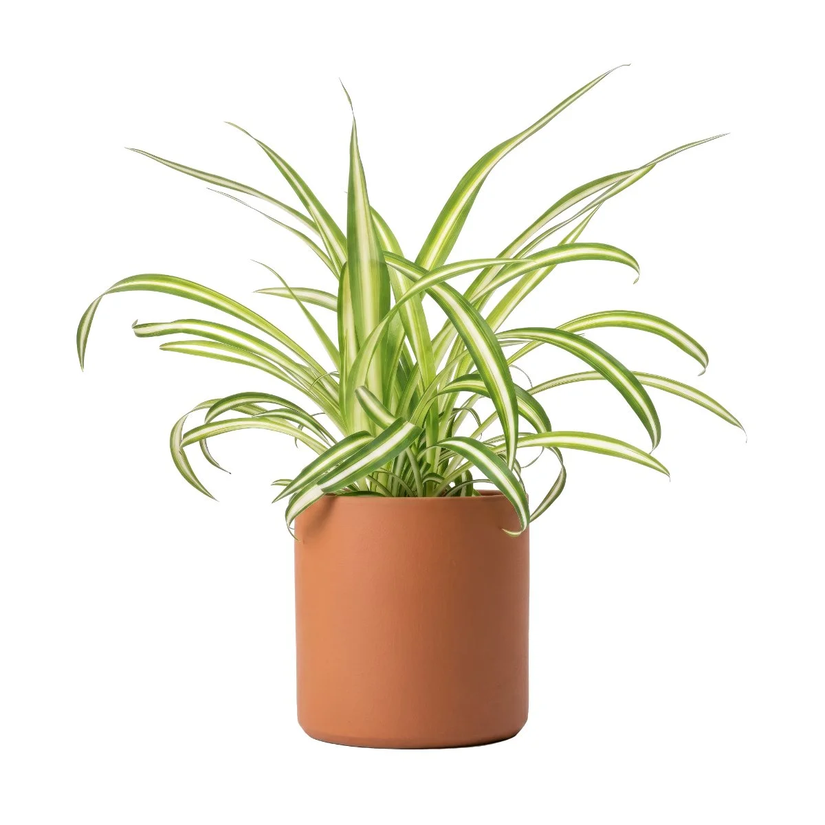 Chlorophytum