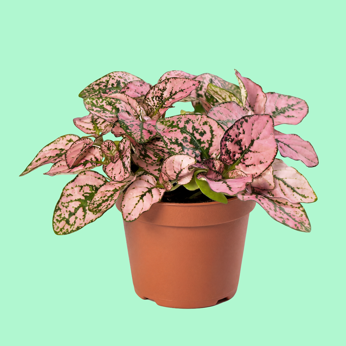 Pink and green variegated leaf plant in a terracotta pot on a mint green background.