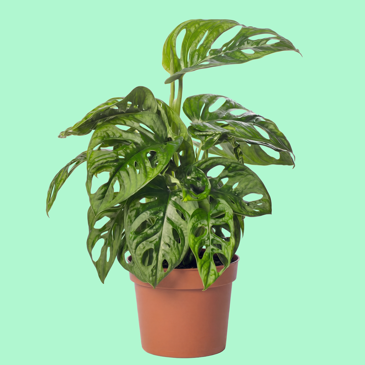 Indoor potted monstera plant with large, split green leaves on a light green background.