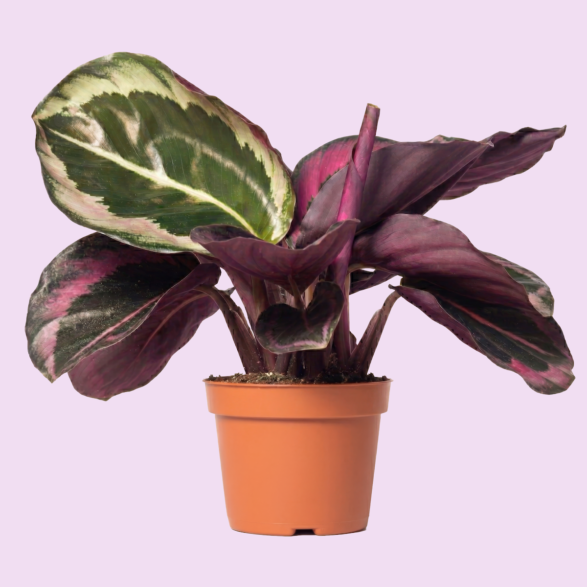 A potted purple and green variegated rubber plant against a light purple background.