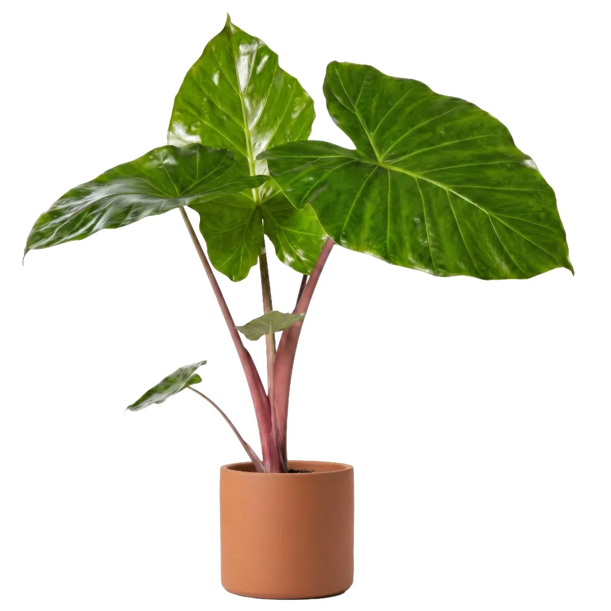 Alocasia Imperial Red