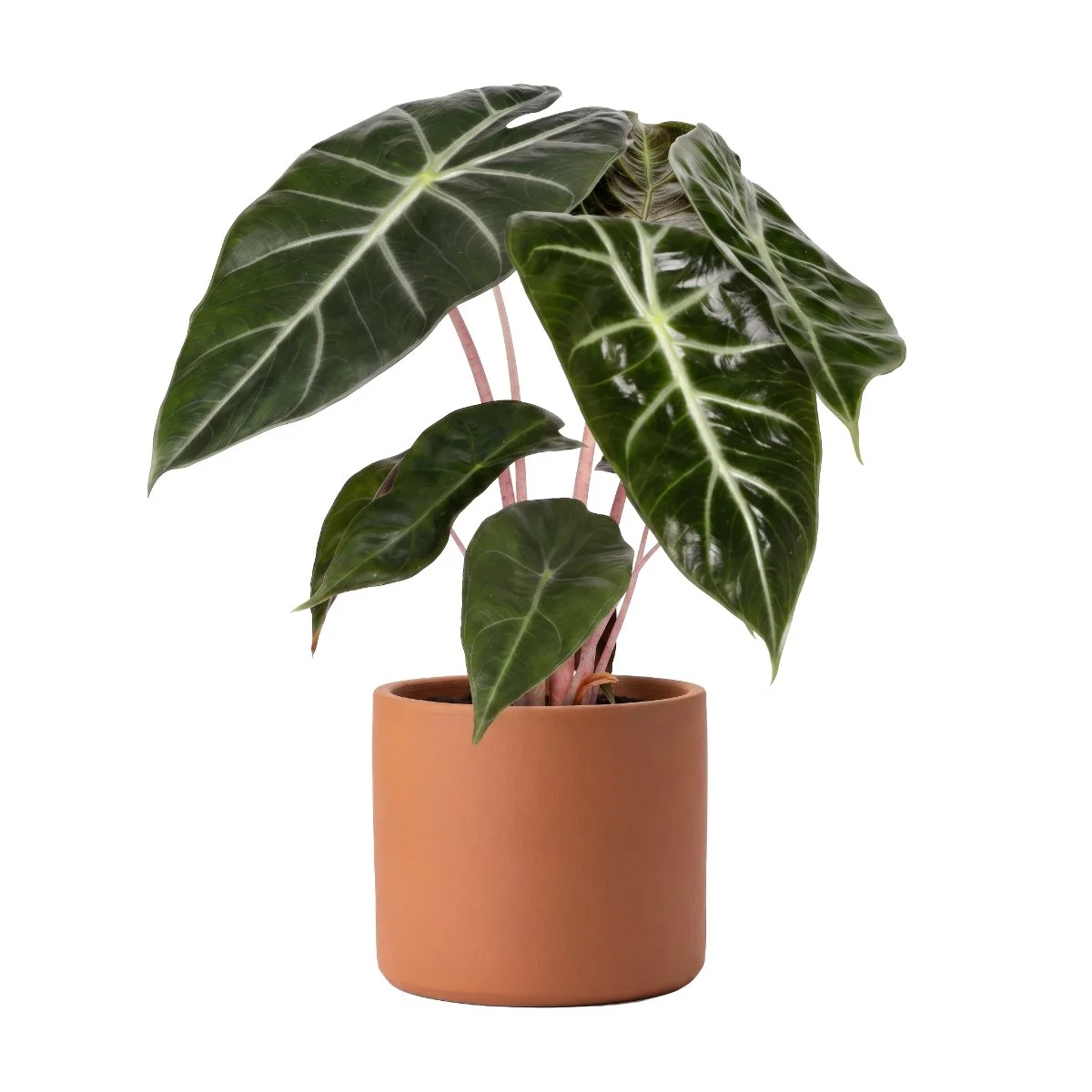 Alocasia Sanderina Pink Princess