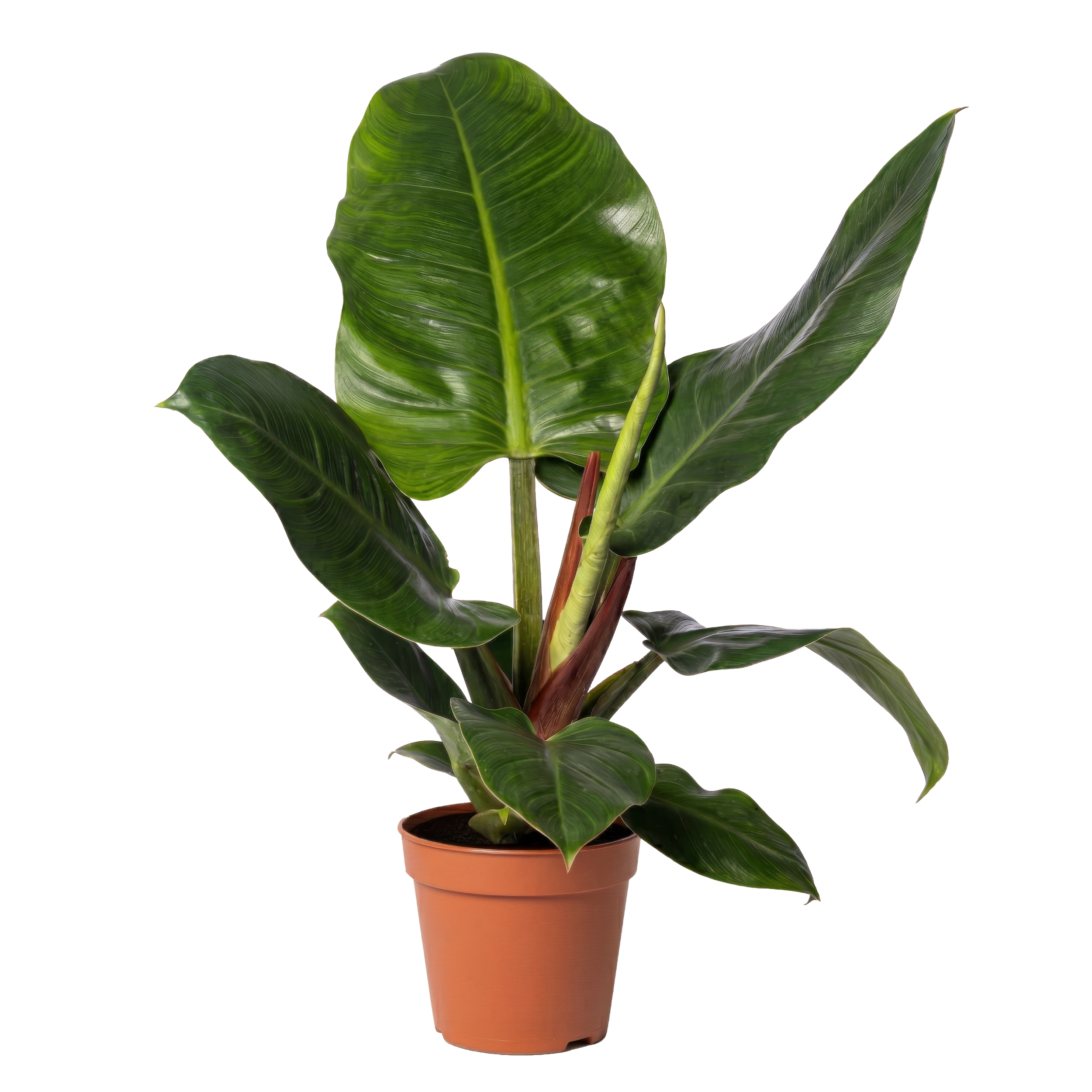 Potted houseplant with large glossy green leaves.