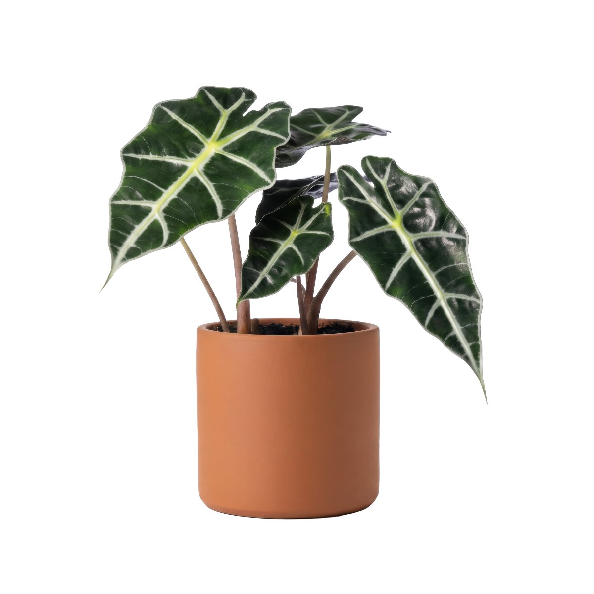 Alocasia Frydek