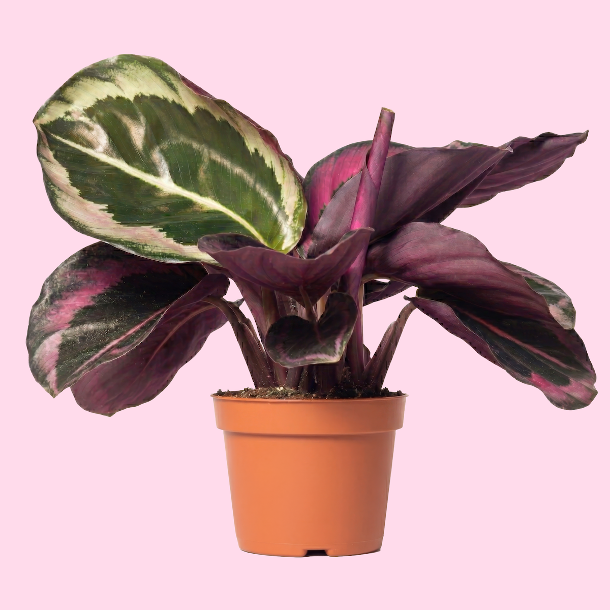 A potted calathea plant with dark pink and green variegated leaves against a pink background.