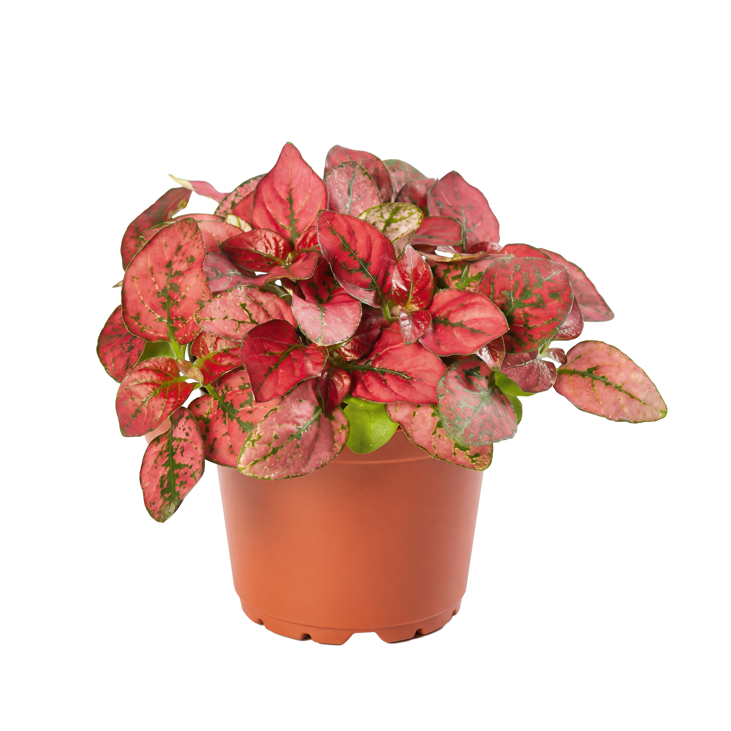 Pink and green variegated potted plant with broad leaves in a terracotta pot.