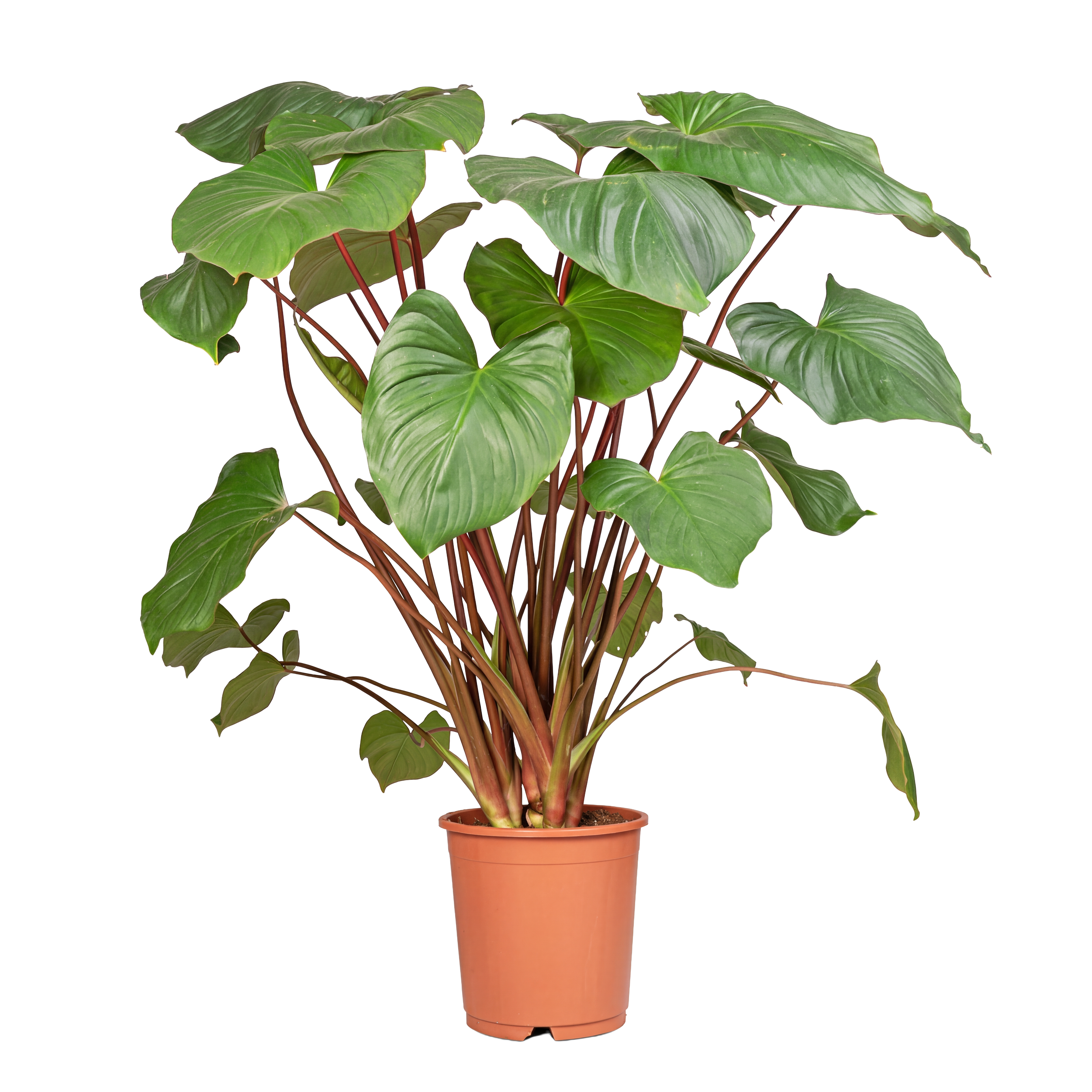 Potted Himalayan Philodendron plant with large, green, heart-shaped leaves and reddish stems.