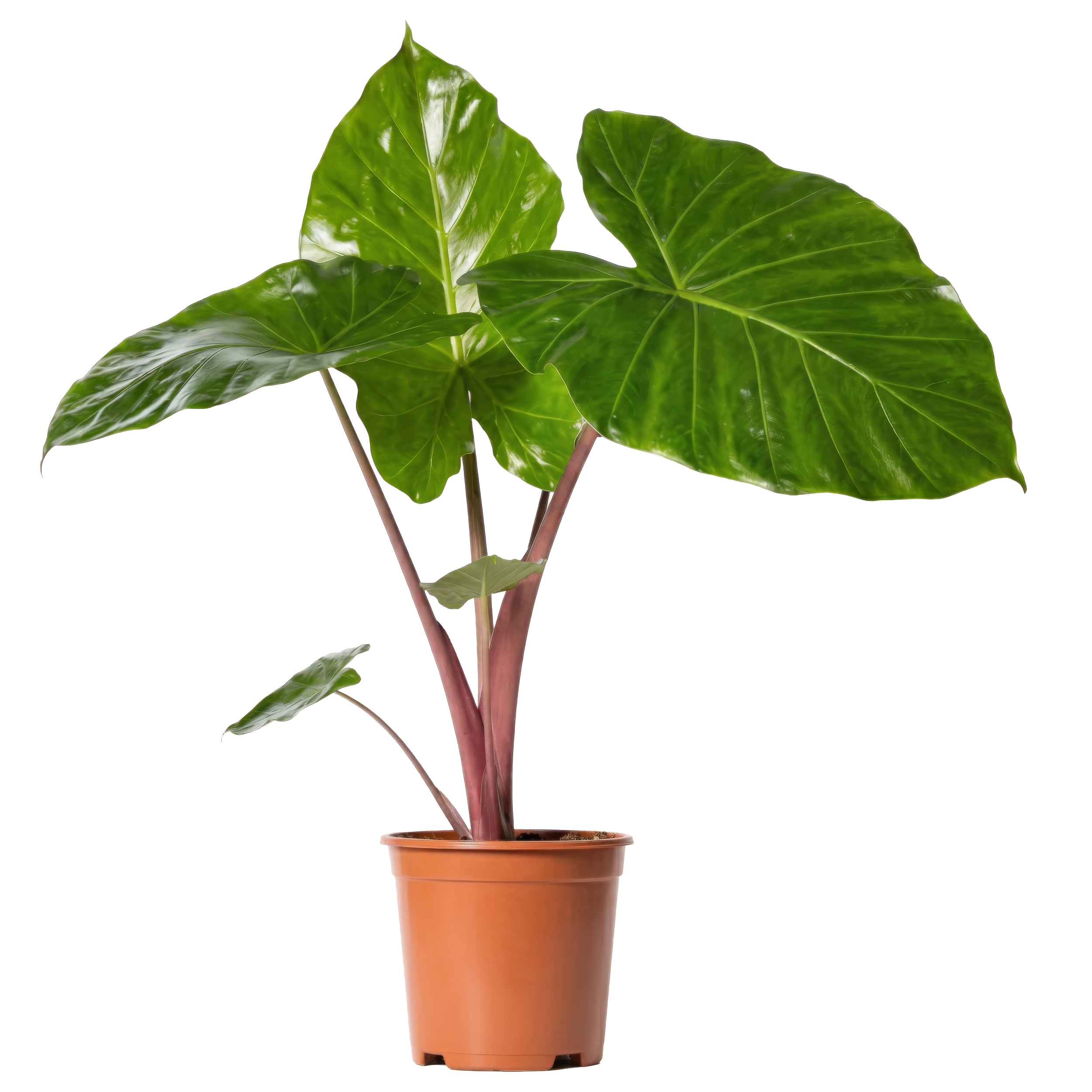 Potted plant with large, glossy green leaves and reddish stems.