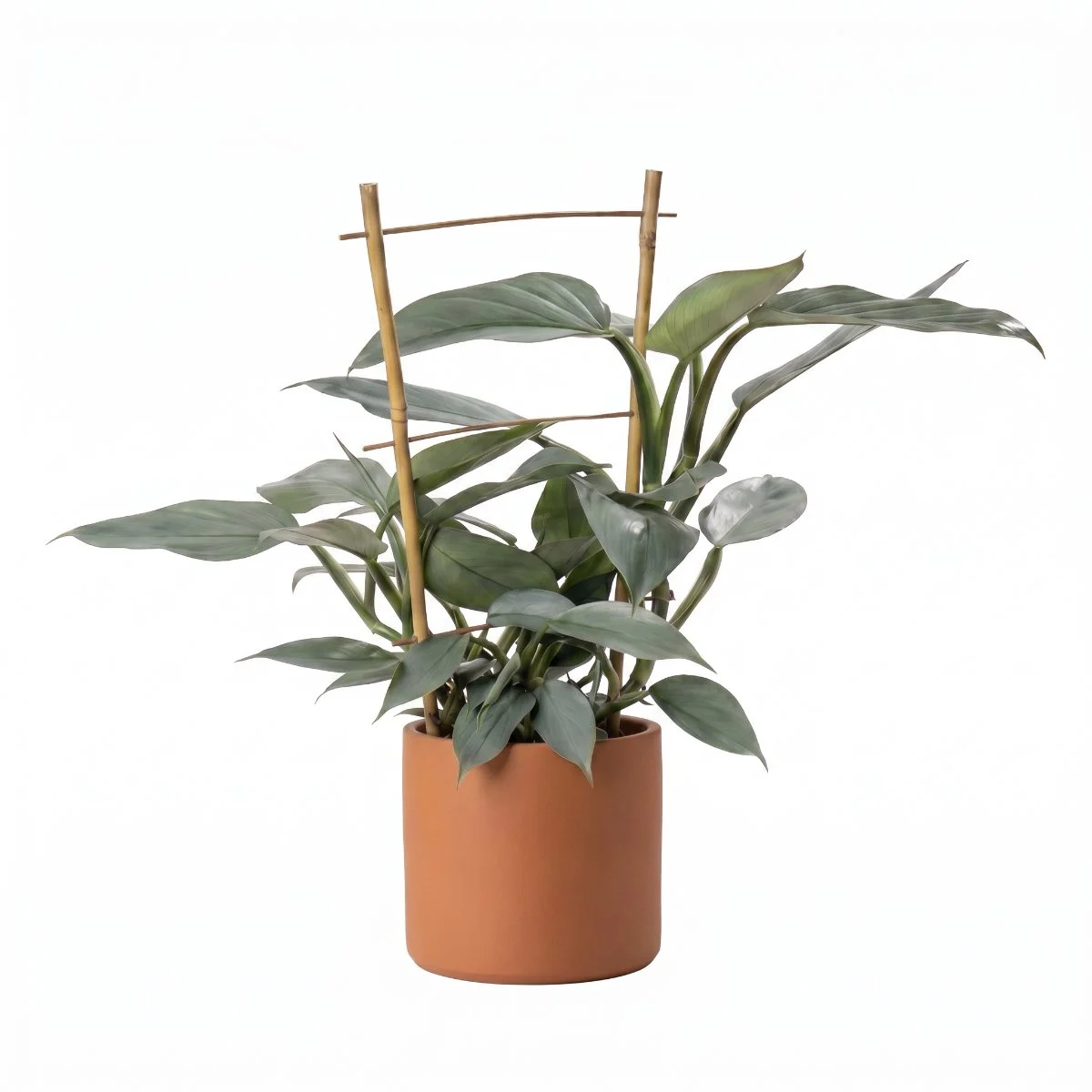 Philodendron hastatum ‘Grey’