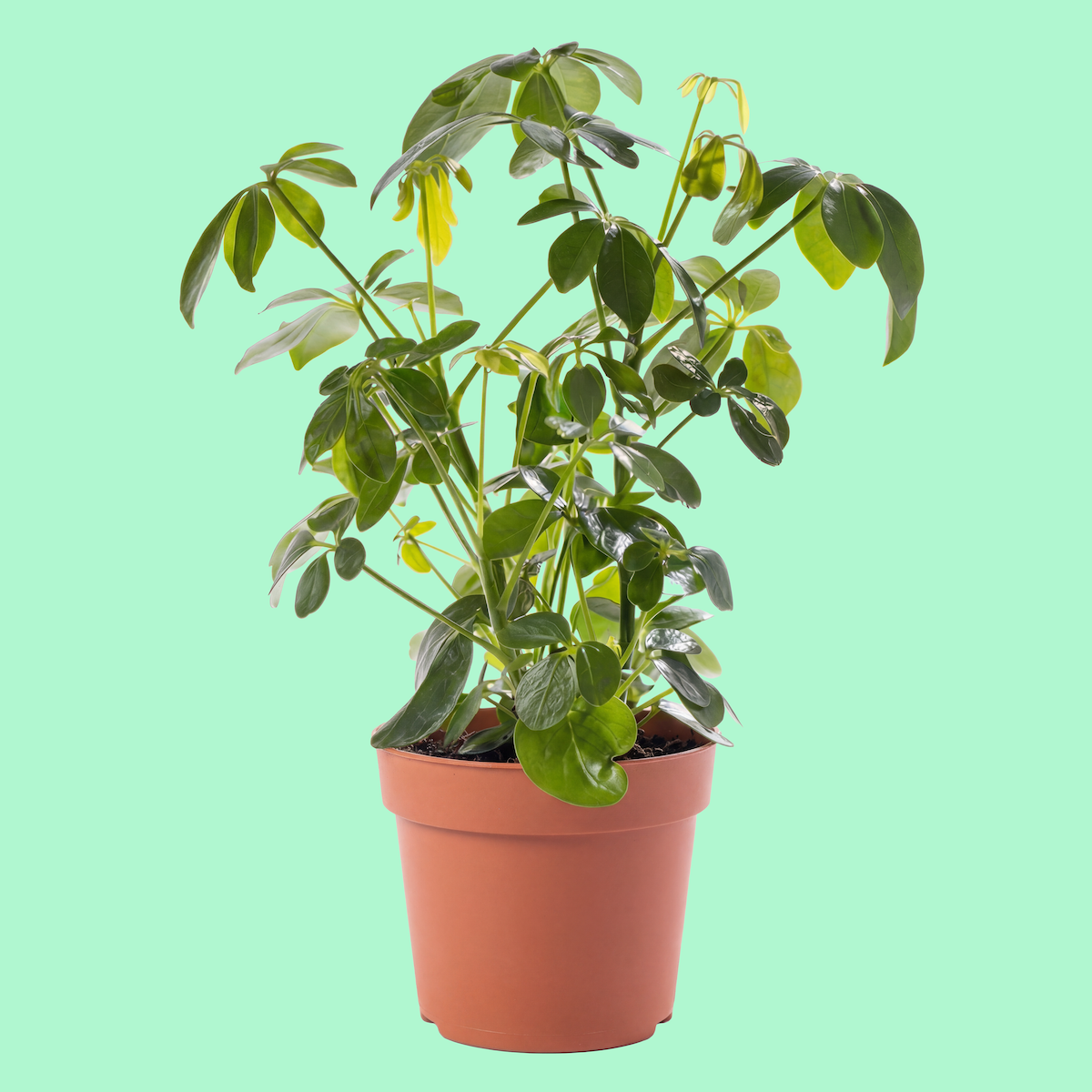 Green houseplant with broad leaves in a terracotta pot on a light green background.