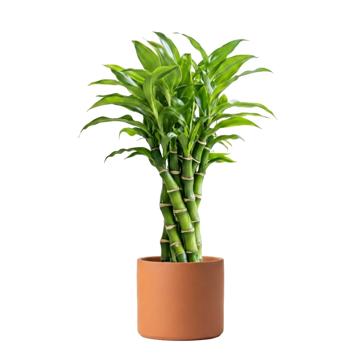 Dracaena Sanderina Victory