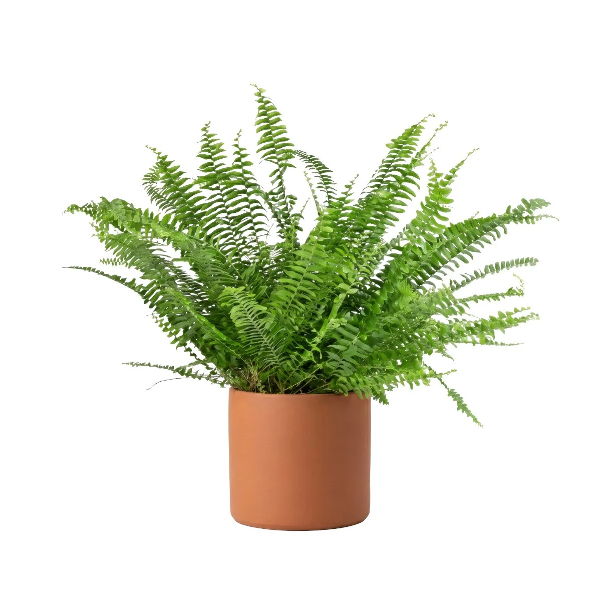 Nephrolepis Cordifolia