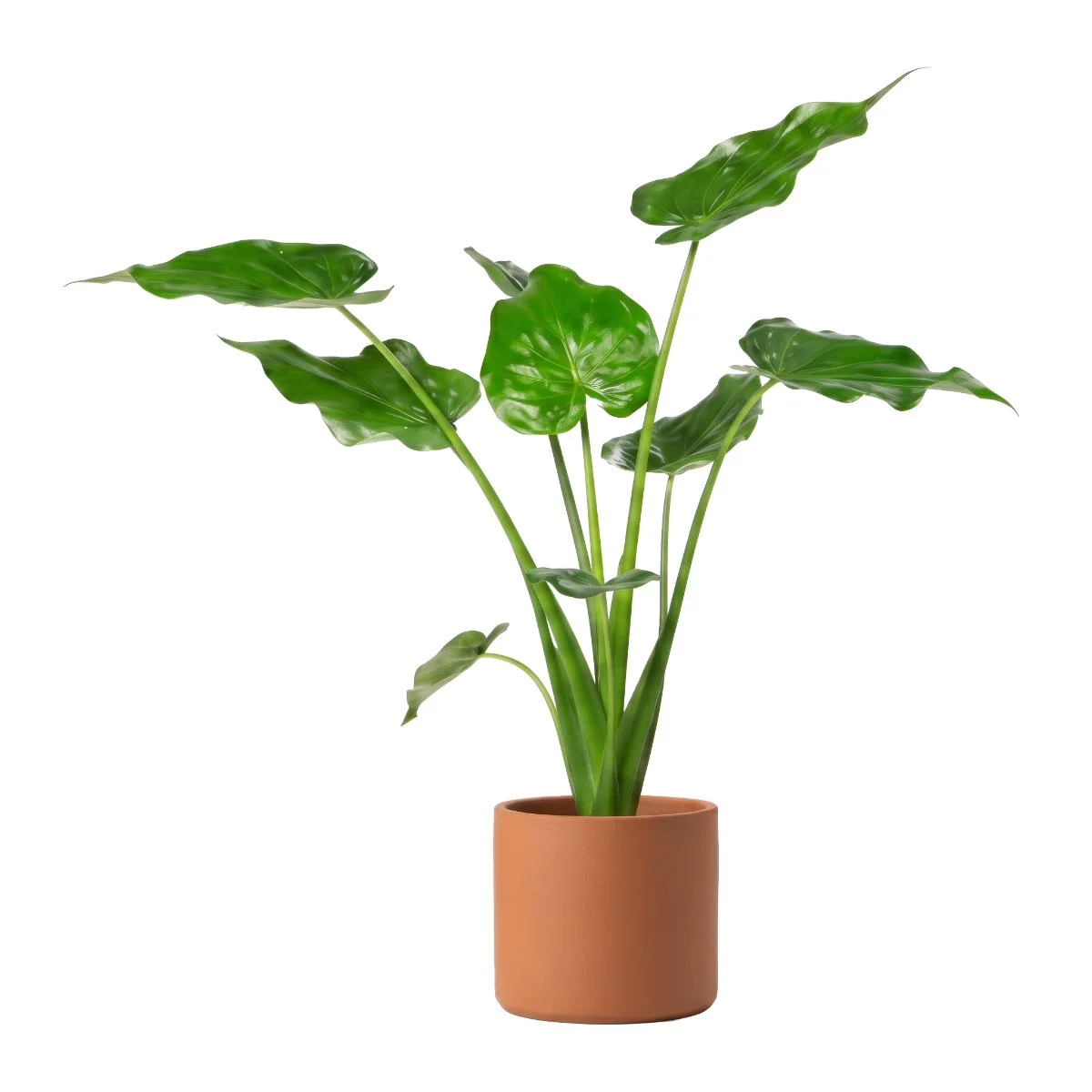 Alocasia Macrorrhizos Stingray