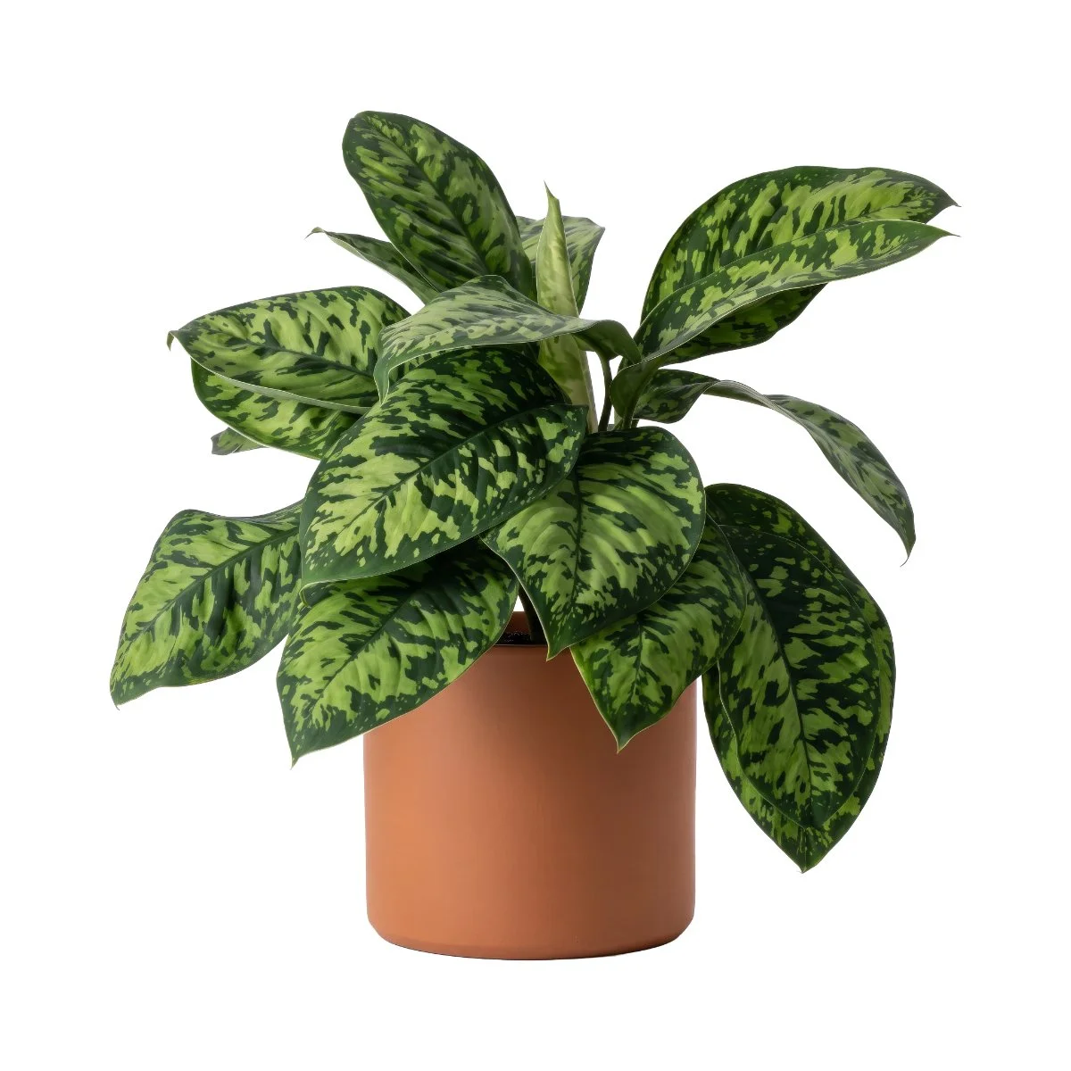 Homalomena Camaflogue