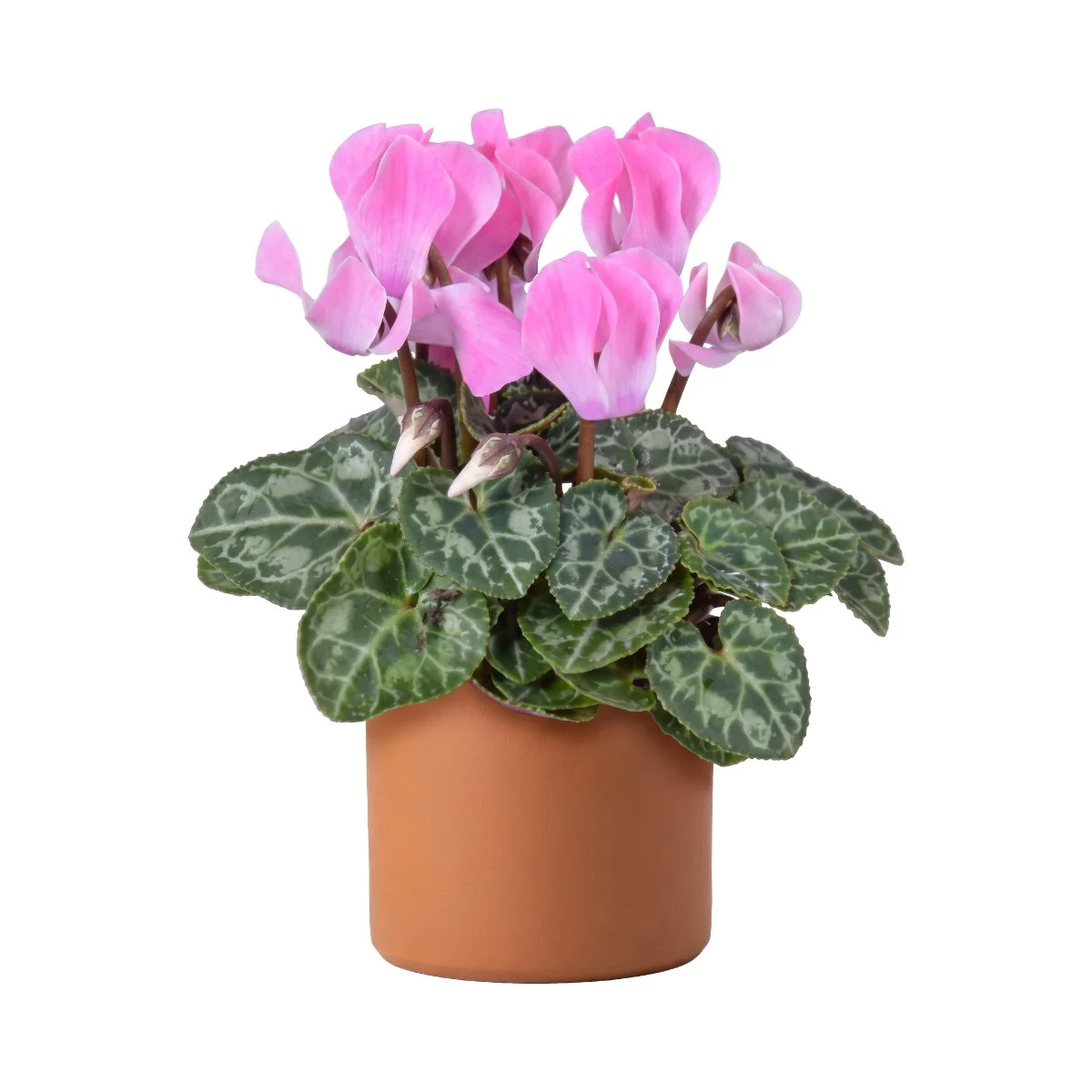 6 Cyclamen Pink.jpg