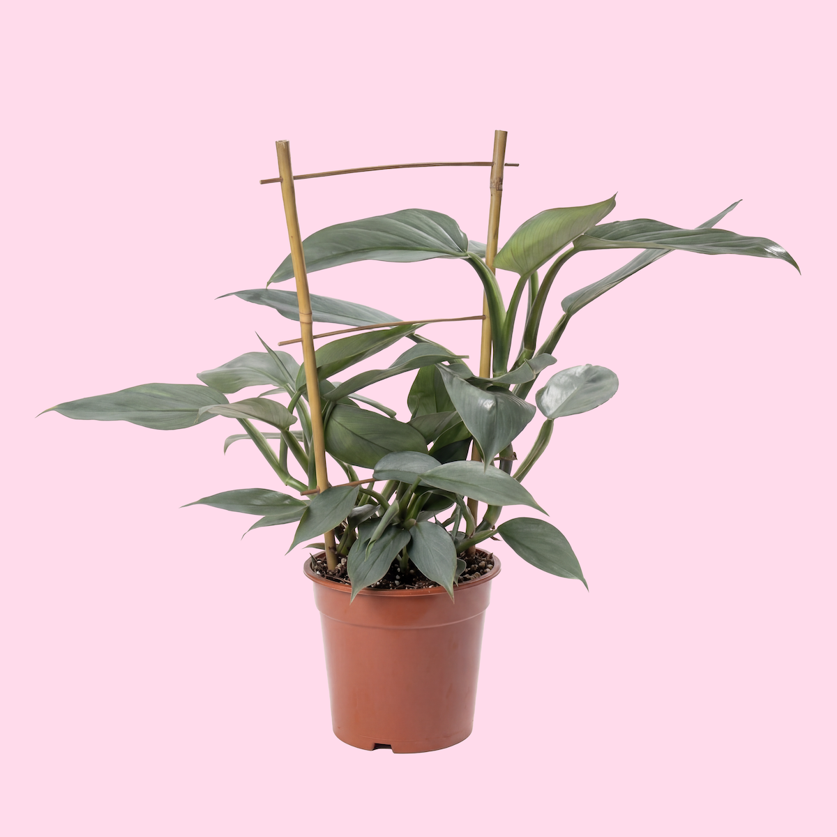 A potted green houseplant with broad leaves supported by bamboo stakes against a pink background.
