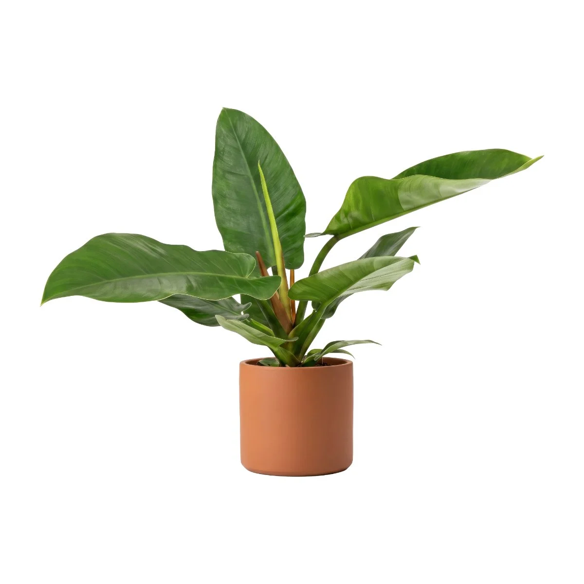 Philodendron hybrida