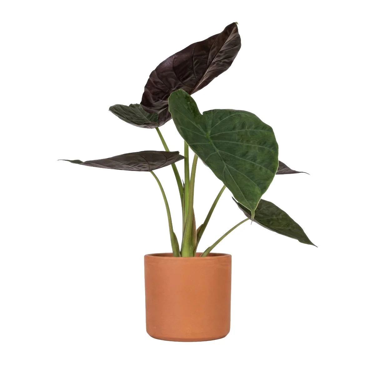 Alocasia Wentii