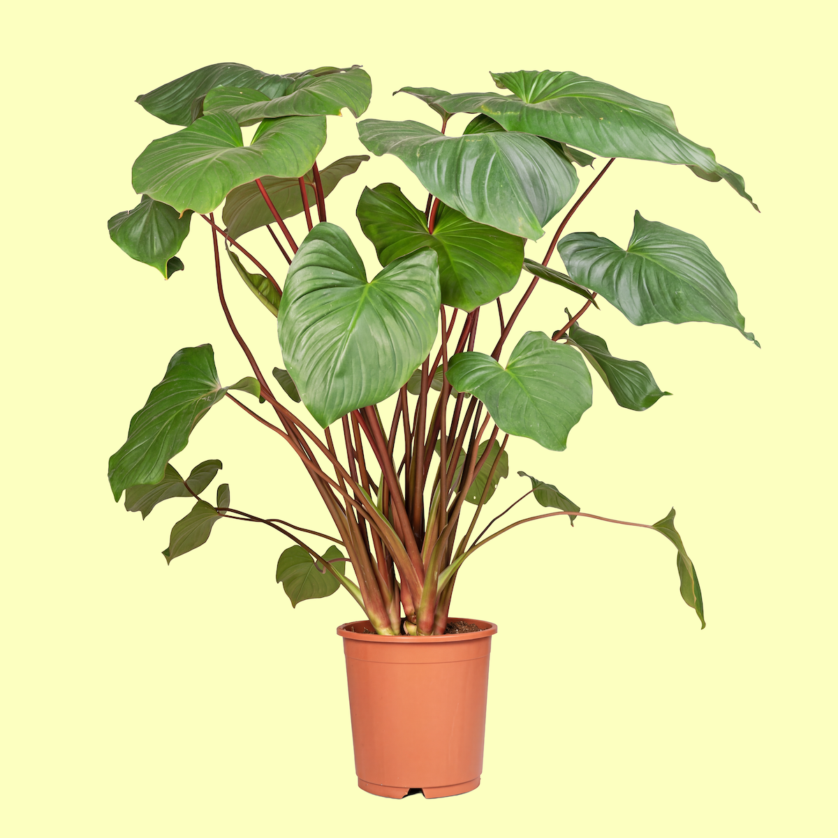 A potted houseplant with large green, heart-shaped leaves and reddish stems, in a brown plastic pot, against a light yellow background.