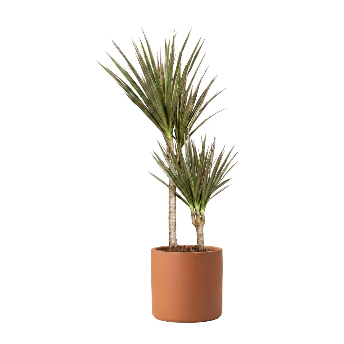 Dracaena Marginata Bicolor