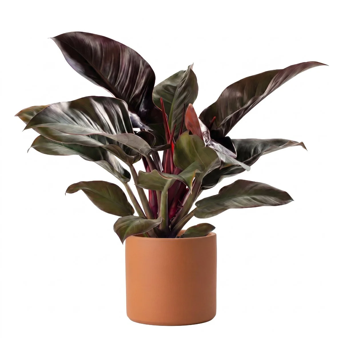 Philodendron Imperial Red
