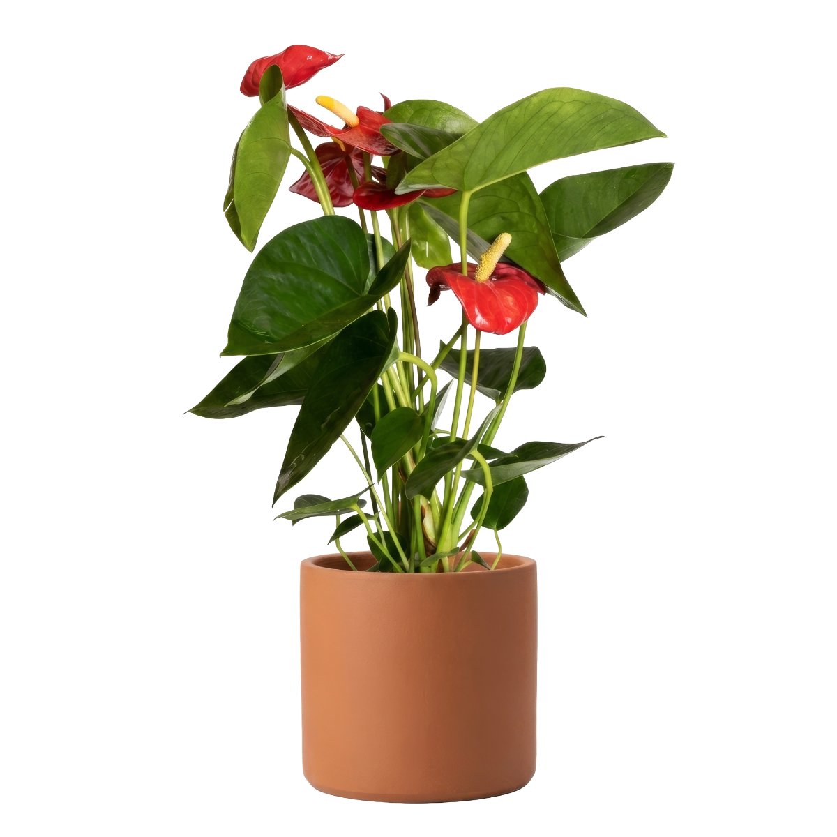 Anthurium Red