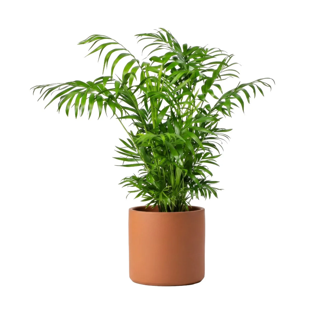 Chamaedorea Palm