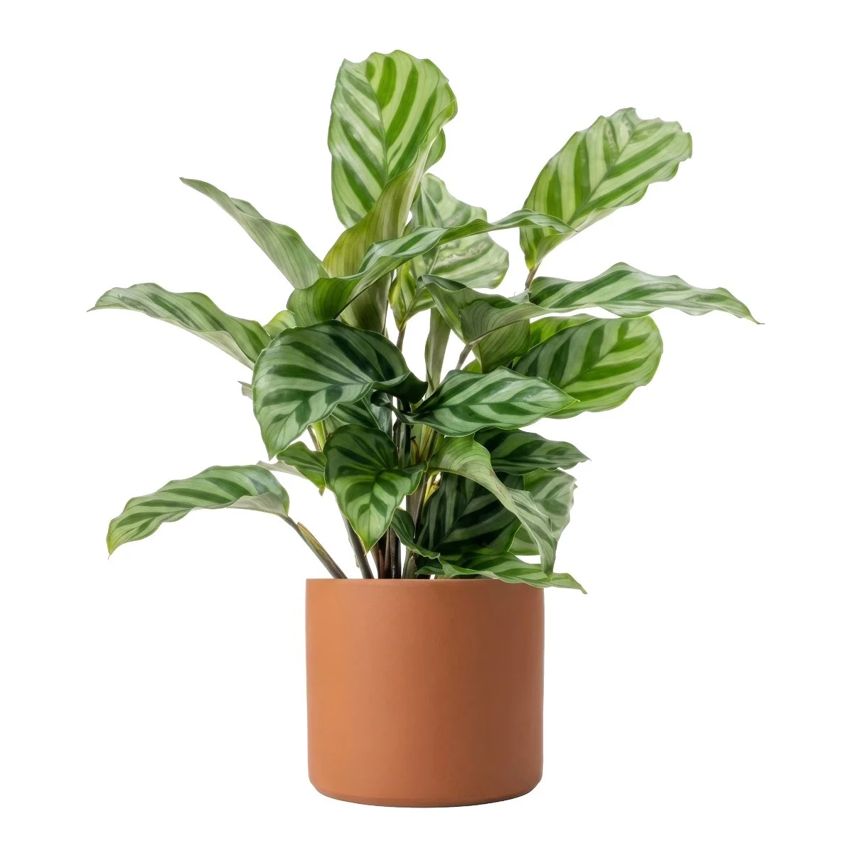 Calathea Freddie