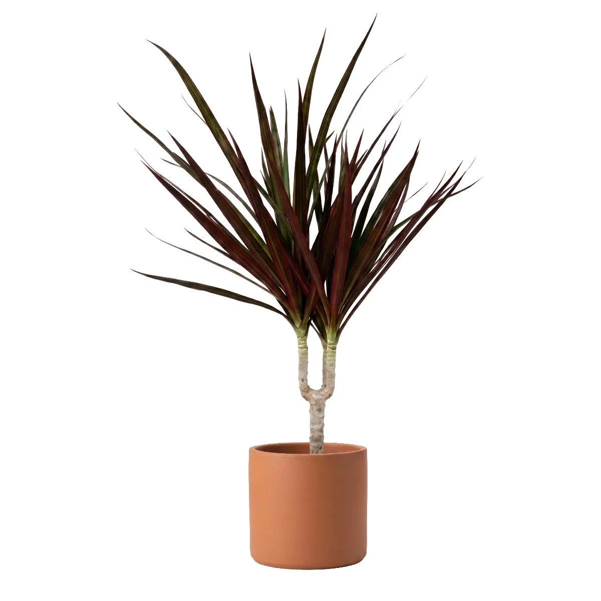 Dracaena Marginata Magenta