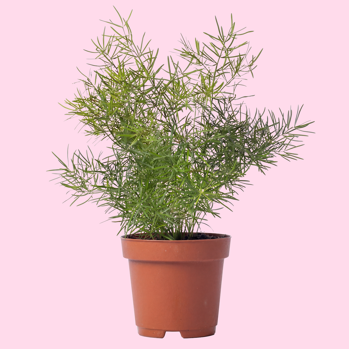 Small potted green plant with narrow leaves against a pink background.