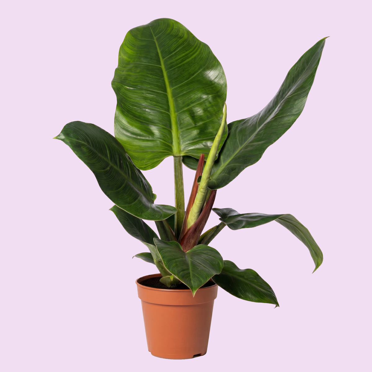 A potted banana plant with large green leaves against a light purple background.