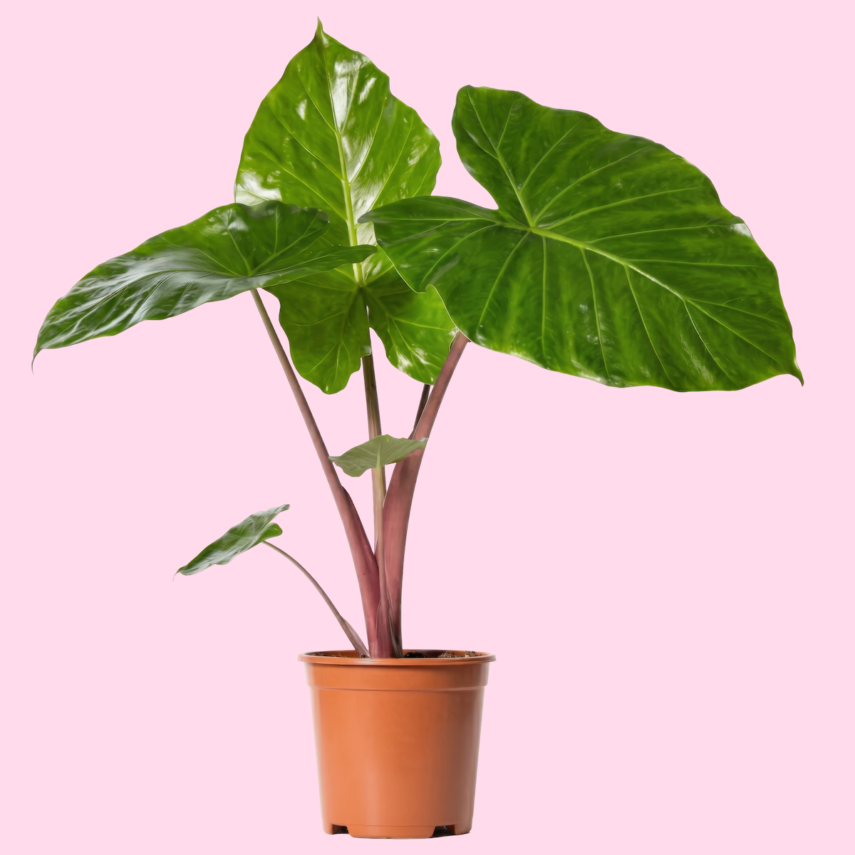 Alocasia - Imperial Red V1b.png