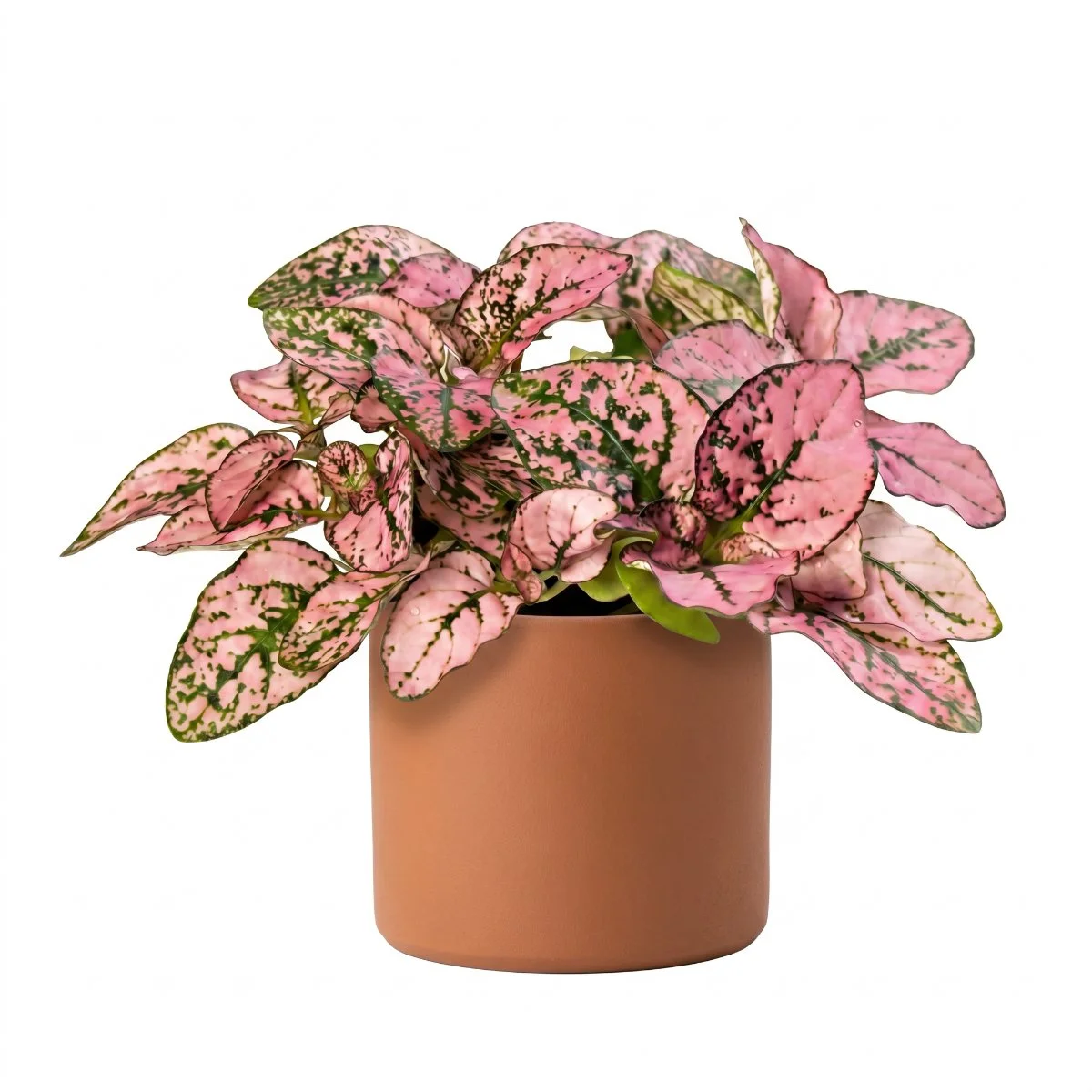 Hypoestes phyllostachya ‘Coloratus Pink’