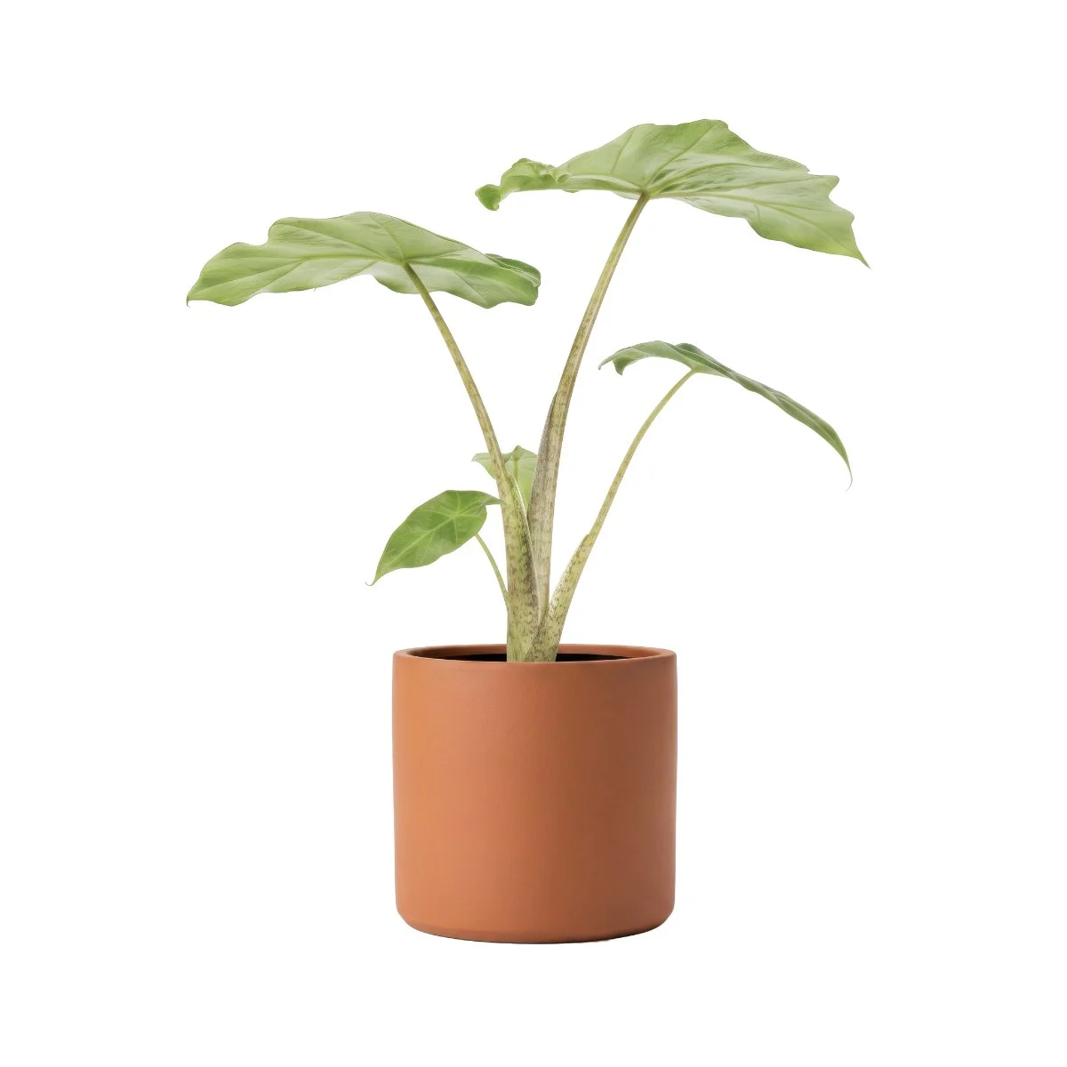 Alocasia Cucullata