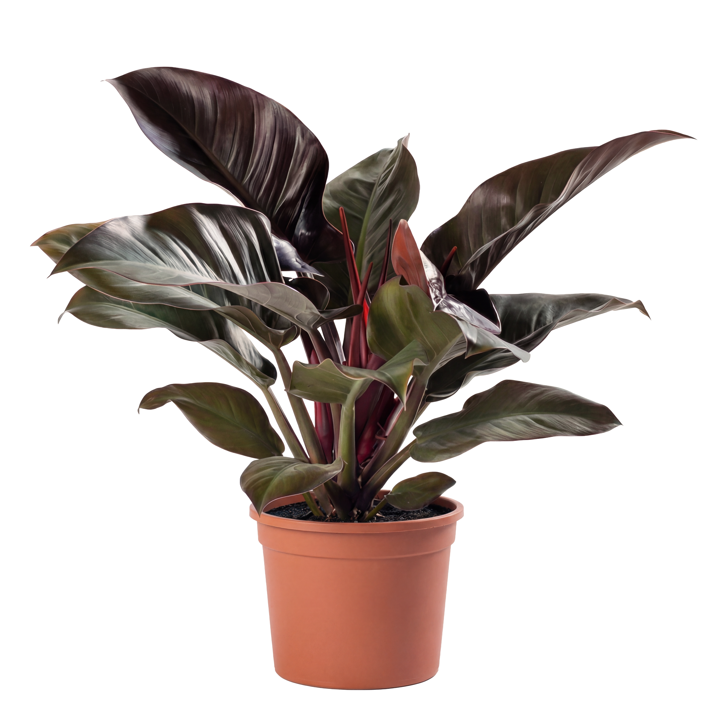 Potted plant with large dark green and purple leaves