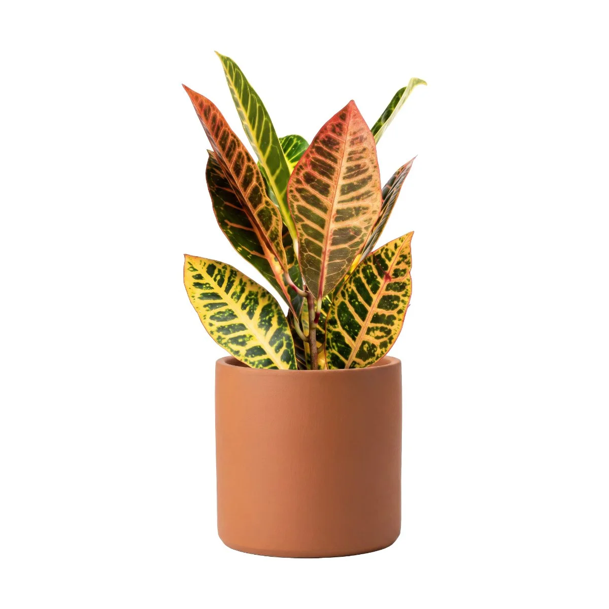 Croton Pictum